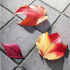 thumbnail of Autumn Spirit