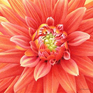 thumbnail of Chrysanthemum #2