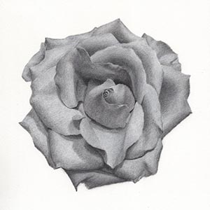 thumbnail of Rose