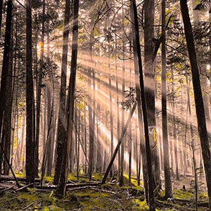 thumbnail of Hidden Grove