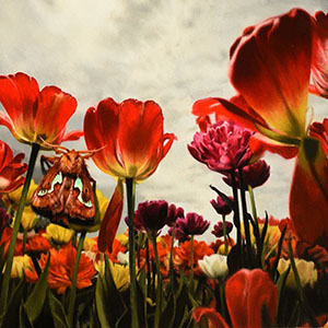 thumbnail of The Metamorphosis of The Caterpillar