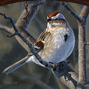 thumbnail of American Tree Sparrow