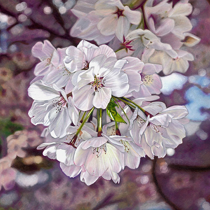 thumbnail of Cheery Cherry Blossoms