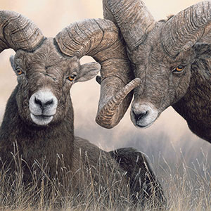 thumbnail of Ode to the Bighorns