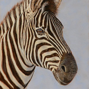 thumbnail of Zebra