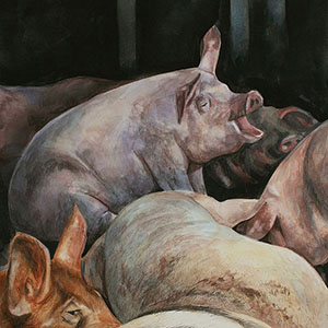 thumbnail of John's Pigs