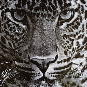 thumbnail of Leopard