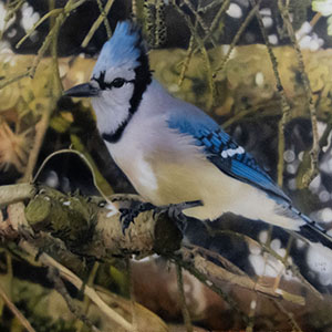 thumbnail of Blueberry the Bluejay