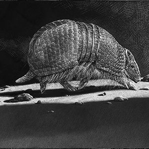 thumbnail of Places to Go- Armadillo