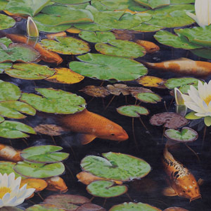 thumbnail of Koi Pond