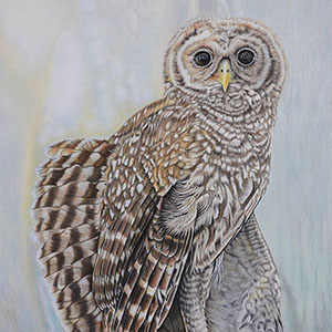 thumbnail of I'm Talon You,  It Wasn't Me