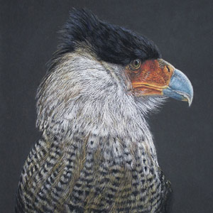 thumbnail of Cara Cara