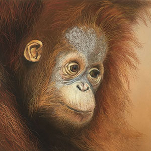 thumbnail of Baby Orangutan