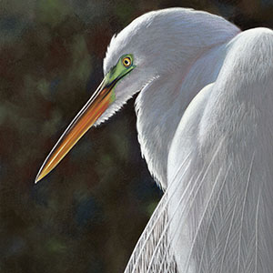 thumbnail of Piercing Gaze