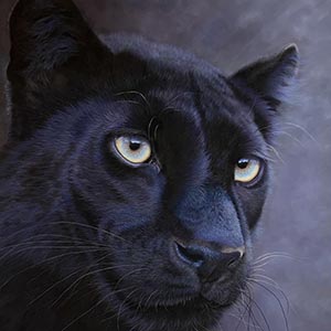 thumbnail of Black Panther in Moonlight