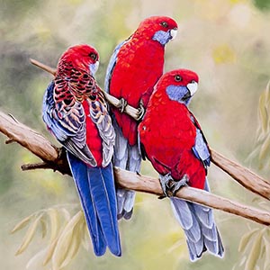 thumbnail of Crimson Chatter