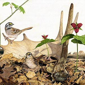 thumbnail of White-throated Sparrows
