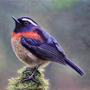 thumbnail of Collared Bush-Robin