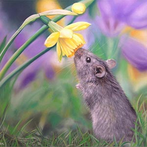 thumbnail of Daffodil Discovery