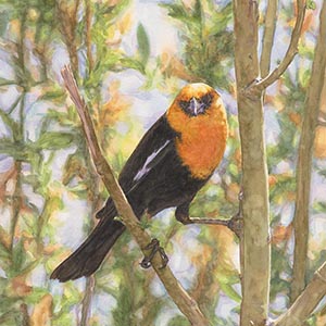 thumbnail of The Poser