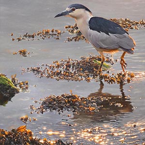 thumbnail of Crowned in Light